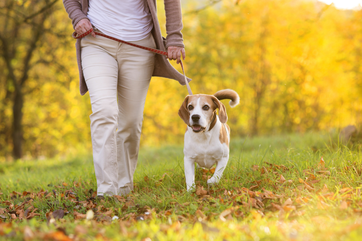 Dog friendly walking routes Brighton.